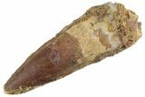 Fossil Spinosaurus Tooth - Real Dinosaur Tooth #367980-1